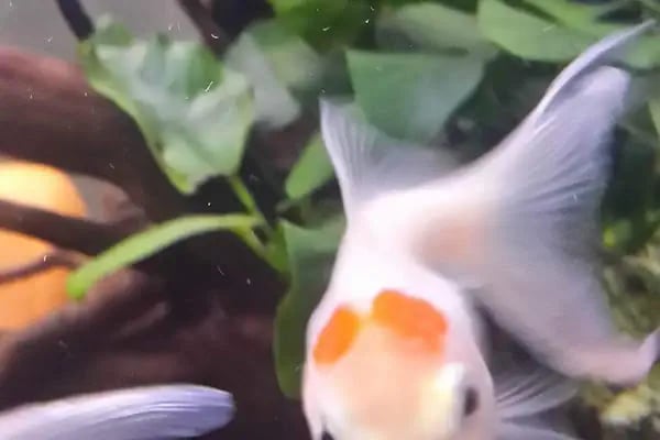 Pet Shop Marketim - Kocaeli ve İzmit Akvaryum Mağazası - Resim 18