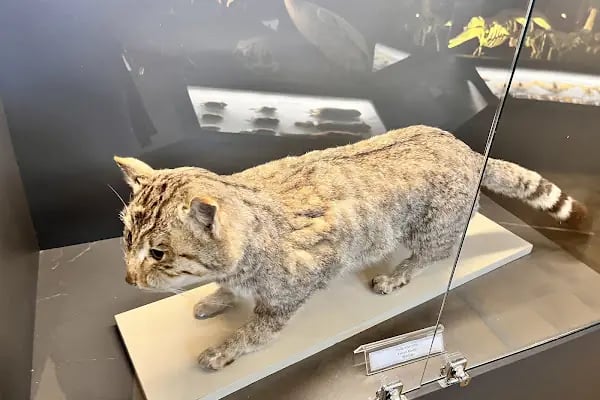 Trakya Üniversitesi Doğa Tarihi Müzesi - Resim 7