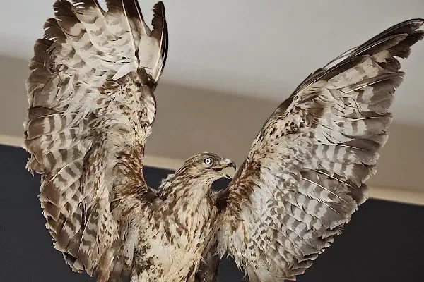 Trakya Üniversitesi Doğa Tarihi Müzesi - Resim 17