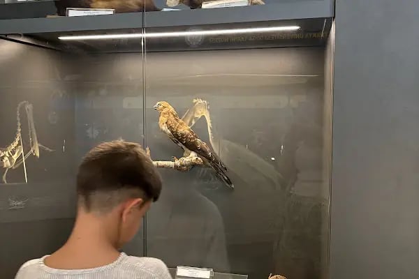 Trakya Üniversitesi Doğa Tarihi Müzesi - Resim 14