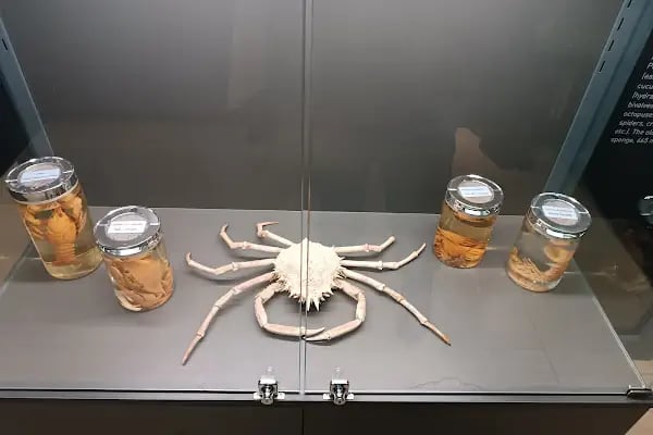 Trakya Üniversitesi Doğa Tarihi Müzesi - Resim 20