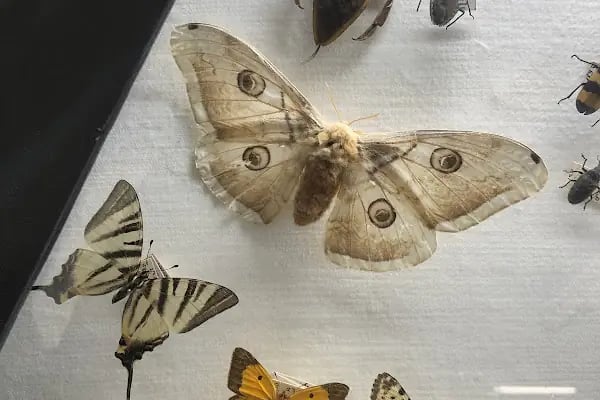 Trakya Üniversitesi Doğa Tarihi Müzesi - Resim 9