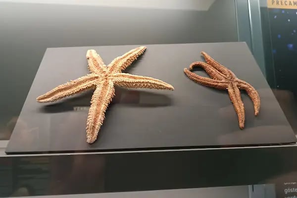 Trakya Üniversitesi Doğa Tarihi Müzesi - Resim 18