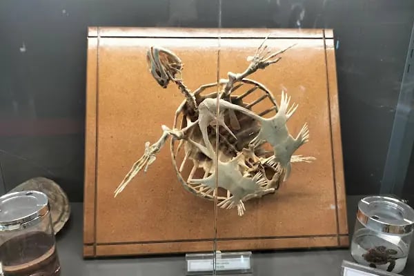 Trakya Üniversitesi Doğa Tarihi Müzesi - Resim 13