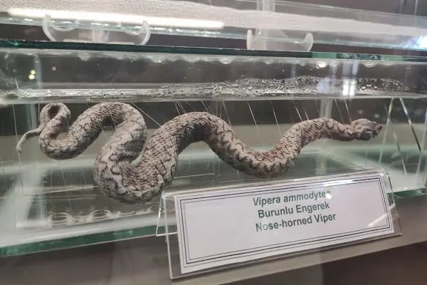 Trakya Üniversitesi Doğa Tarihi Müzesi - Resim 19