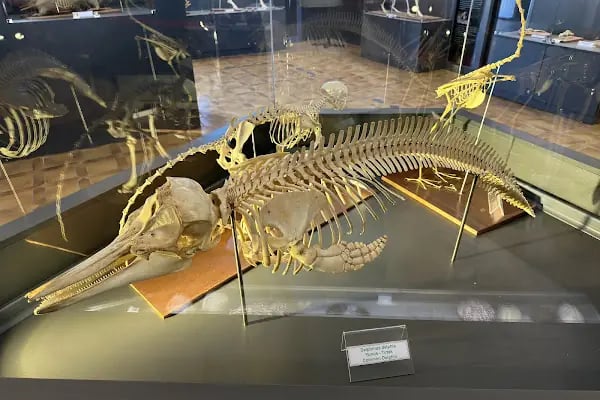 Trakya Üniversitesi Doğa Tarihi Müzesi - Resim 12