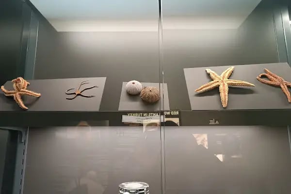 Trakya Üniversitesi Doğa Tarihi Müzesi - Resim 6