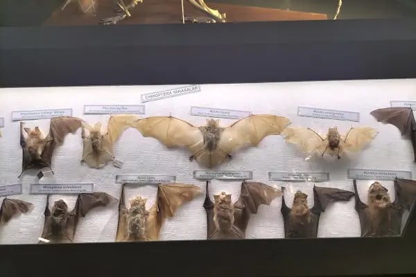 Trakya Üniversitesi Doğa Tarihi Müzesi - Resim 15