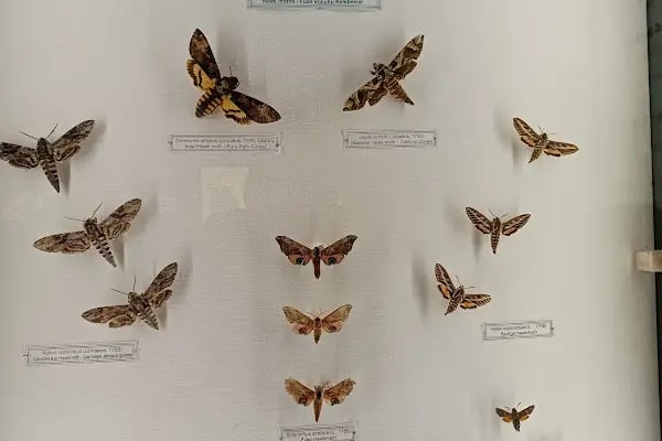 Trakya Üniversitesi Doğa Tarihi Müzesi - Resim 4