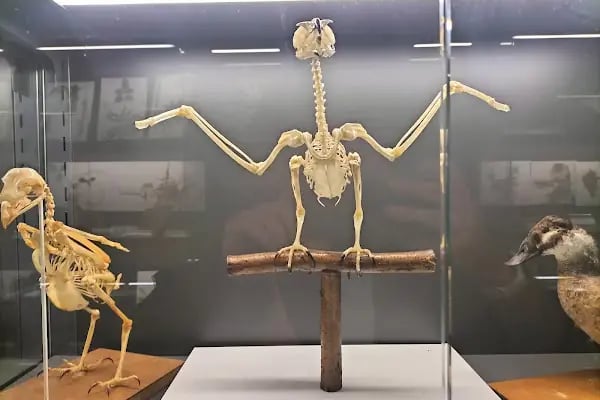 Trakya Üniversitesi Doğa Tarihi Müzesi - Resim 3