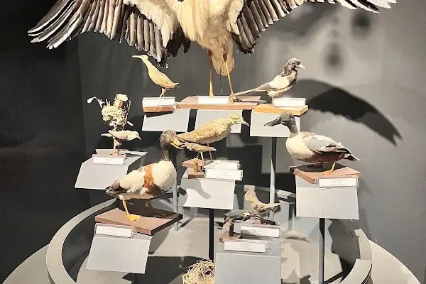 Trakya Üniversitesi Doğa Tarihi Müzesi - Resim 2