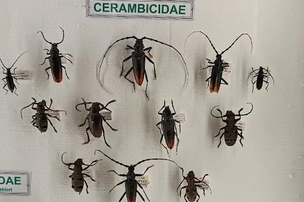 Trakya Üniversitesi Doğa Tarihi Müzesi - Resim 11