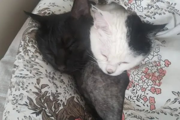 Sincan Çağrı petshop - Resim 5
