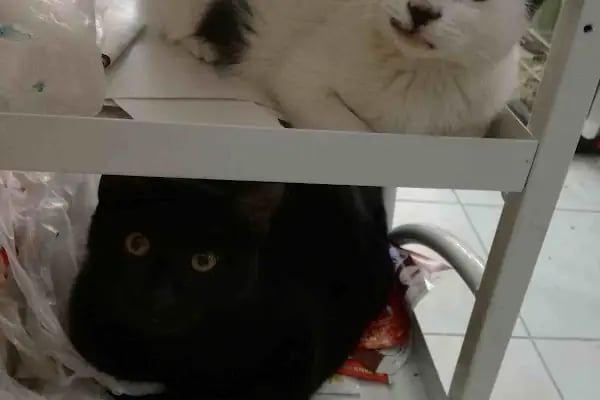 Sincan Çağrı petshop - Resim 10