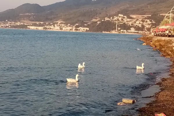 Kurşunlu Yat Limanı - Resim 18