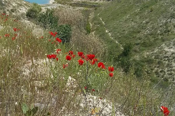 Bozova Göli البحيرة - Resim 20