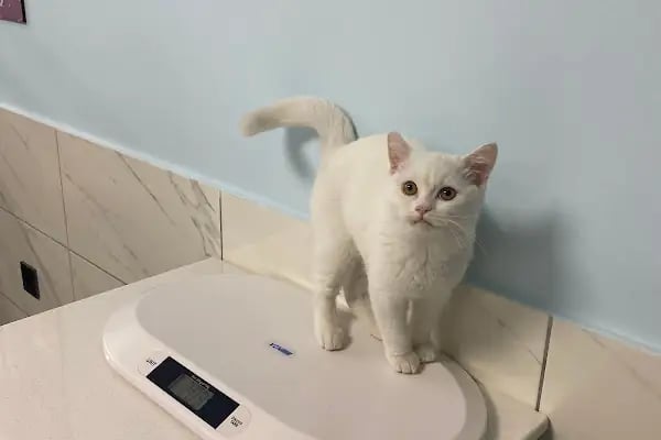 TÜRKMENBAŞI VETERİNER KLİNİĞİ - Resim 17