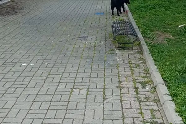 İzmir Büyükşehir Belediyesi Manolya Parkı - Resim 12