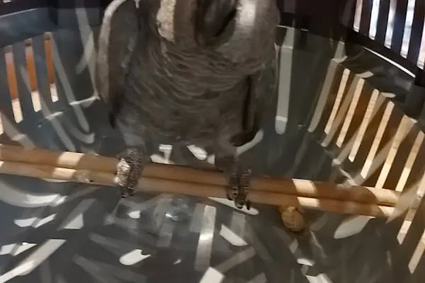 Vetfoks Veteriner Kliniği - Resim 16