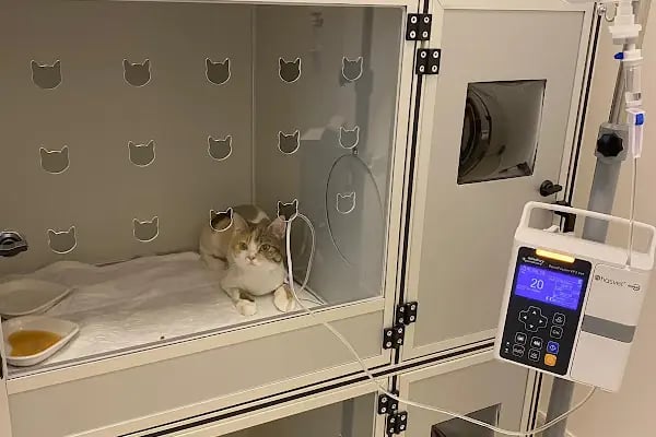 Vetfoks Veteriner Kliniği - Resim 10