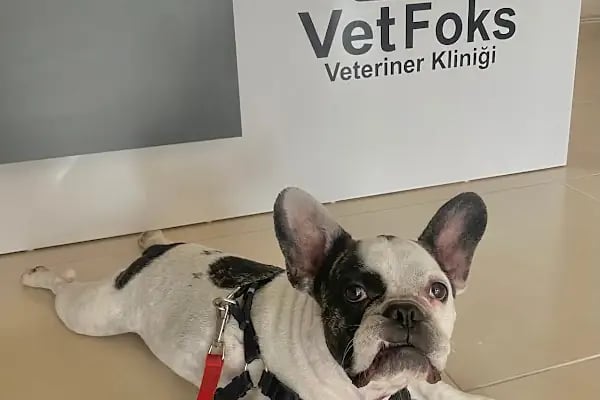 Vetfoks Veteriner Kliniği - Resim 3