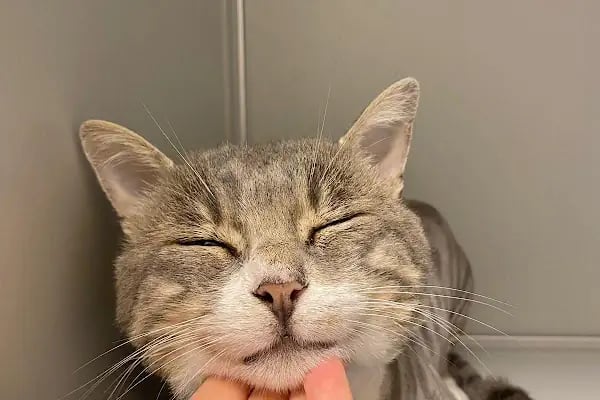 Vetfoks Veteriner Kliniği - Resim 5