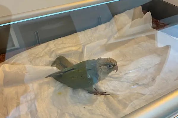 Vetfoks Veteriner Kliniği - Resim 13