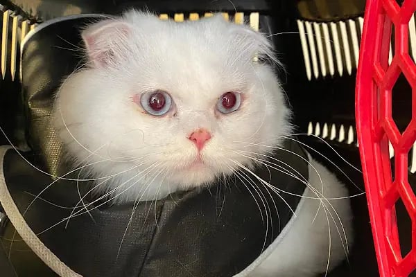 Vetfoks Veteriner Kliniği - Resim 8