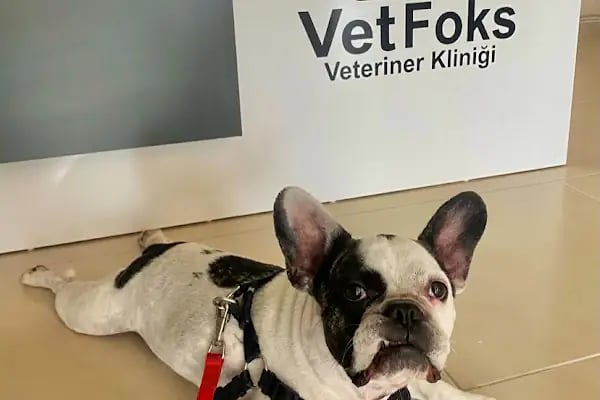 Vetfoks Veteriner Kliniği - Resim 19
