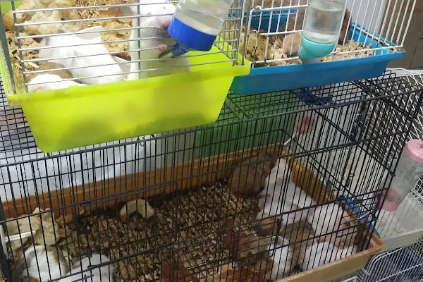 SARAY PETSHOP AKVARYUM VE KUŞ GALERİSİ - Resim 16