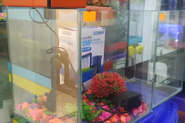 SARAY PETSHOP AKVARYUM VE KUŞ GALERİSİ - Resim 14