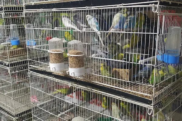 SARAY PETSHOP AKVARYUM VE KUŞ GALERİSİ - Resim 13
