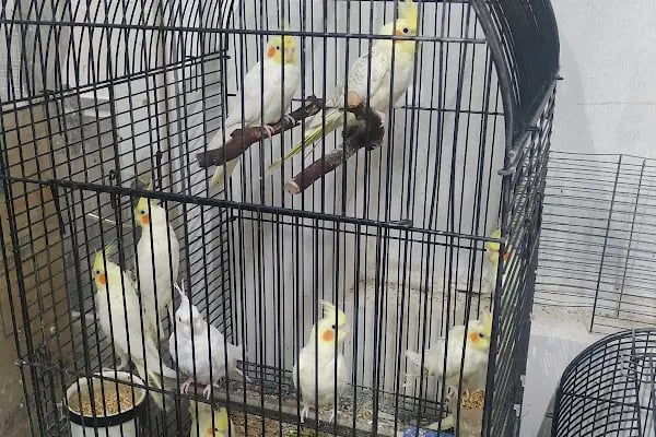 SARAY PETSHOP AKVARYUM VE KUŞ GALERİSİ - Resim 8