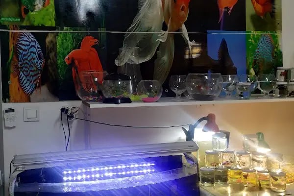 SARAY PETSHOP AKVARYUM VE KUŞ GALERİSİ - Resim 4