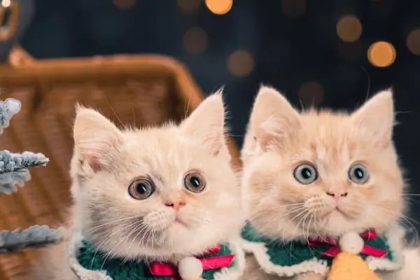 SARAY PETSHOP AKVARYUM VE KUŞ GALERİSİ - Resim 2