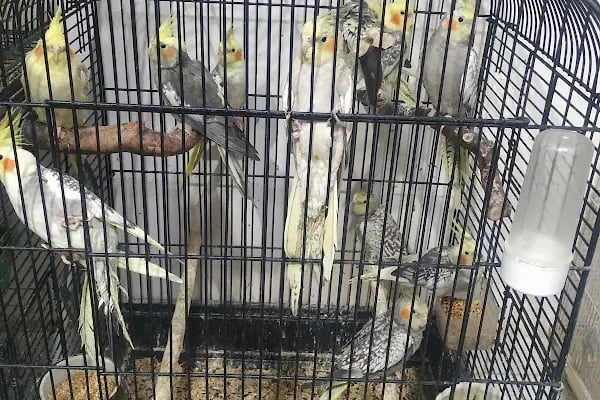 SARAY PETSHOP AKVARYUM VE KUŞ GALERİSİ - Resim 5