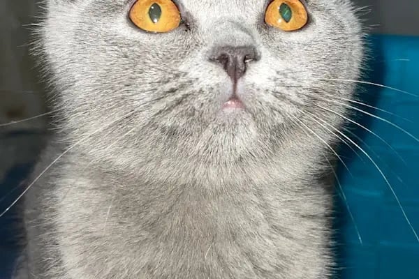 No:10 Veteriner Kliniği - Resim 8