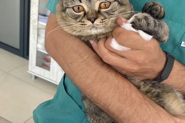 No:10 Veteriner Kliniği - Resim 19