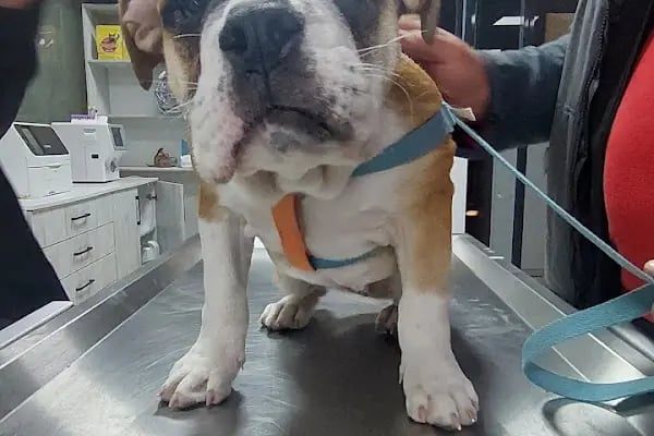 No:10 Veteriner Kliniği - Resim 3