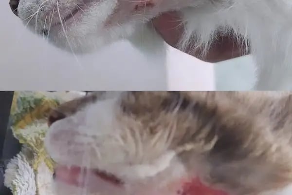 No:10 Veteriner Kliniği - Resim 20