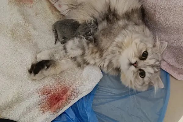 No:10 Veteriner Kliniği - Resim 14
