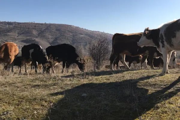 AYAŞ PAZARI - Resim 19