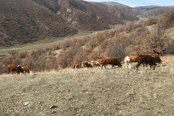 AYAŞ PAZARI - Resim 16