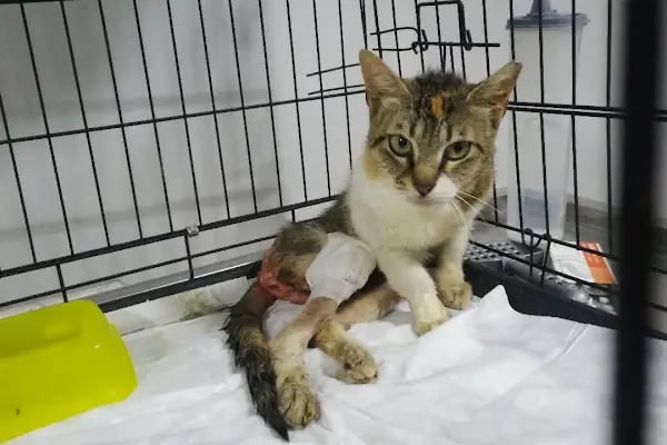 Capitol Veteriner Kliniği Bakırköy 7/24 Acil - Resim 3