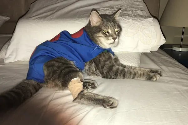 Capitol Veteriner Kliniği Bakırköy 7/24 Acil - Resim 19