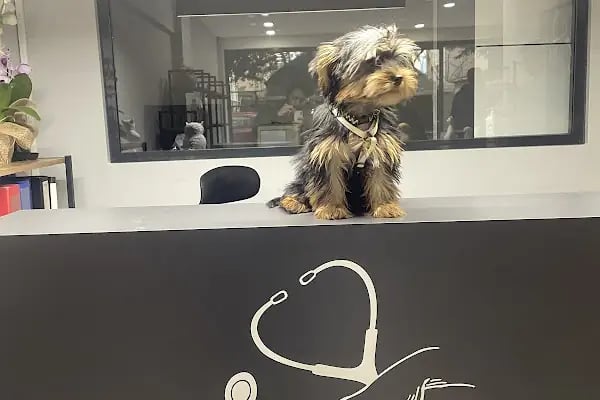 Capitol Veteriner Kliniği Bakırköy 7/24 Acil - Resim 6
