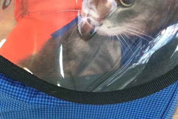 Capitol Veteriner Kliniği Bakırköy 7/24 Acil - Resim 12