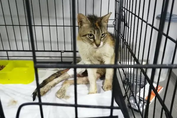 Capitol Veteriner Kliniği Bakırköy 7/24 Acil - Resim 16