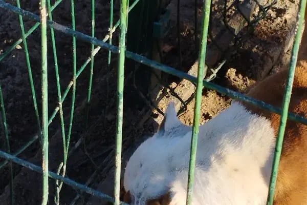 Aliağa Belediyesi Yeni Hayvan Barınağı - Resim 17