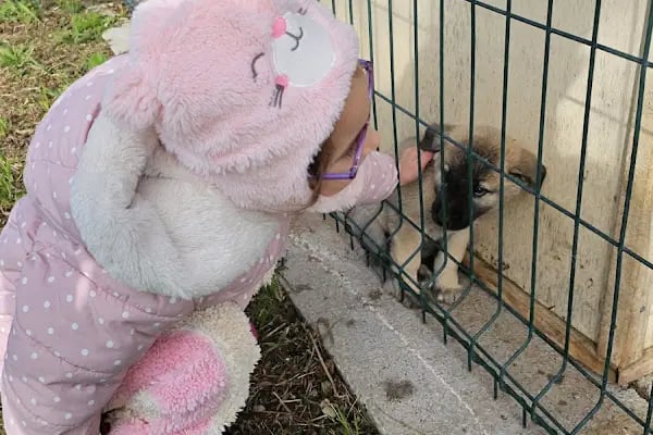 Aliağa Belediyesi Yeni Hayvan Barınağı - Resim 18